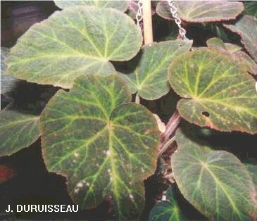 B. ‘Velvet Queen’